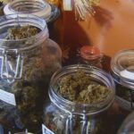 New legislation expands cannabis industry in Massachusetts