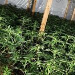 Police raid Paisley flat and find cannabis farm and ‘chained’ man