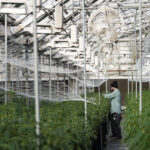 Colorado cannabis industry leaders, researchers express cautious enthusiasm for rescheduling decision