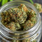 $3.8M from marijuana sales hits Colorado Springs, here’s where the money is going