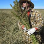 Hemp farmers prepare for planting season ahead of impending ban: ‘We are 100% taking a gamble’
