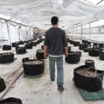 Hemp businesses in Mass. unclear on future as federal ban looms