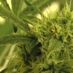 Marijuana with unsafe pesticide levels sold in Denver, Aurora, and Colorado Springs, health officials say