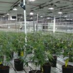 Cannabis applicants criticize state over slow licensing process