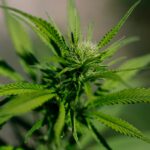 Is weed now legal in Louisiana? State still prohibits recreational marijuana