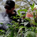 Marijuana downgraded by DOJ, but Florida law still rules in Tallahassee