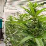 Accord Would Give Governor Healey Control Of Downsized Cannabis…