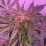 Federal cannabis reform has “the votes,” top Dem says (Newsletter: April 22, 2026)