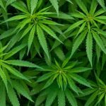 Hoosiers pay $2 billion on cannabis amid strict state ban, reports say