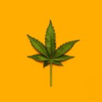 The unsettling truth about medical cannabis and mental health | BBC Science Focus Magazine