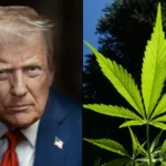 Marijuana Rescheduling Could Be Impacted If Trump Replaces Bondi As Attorney General With Zeldin