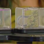 What does the future hold for smokable hemp in Texas?