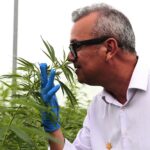 Medical cannabis market heads toward R$1bn