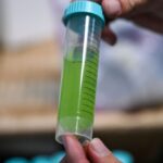 Colorado Marijuana Regulators Pledge Crackdown on Intoxicating Hemp