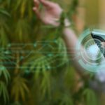 Ascend Wellness Program to Offer Operational Support to Cannabis Businesses