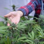 Illinois Cannabis Lottery Ruling on Alleged Fraud