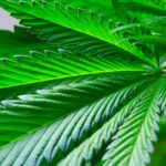 Residency Requirement at Heart of Rhode Island Cannabis Licensing Delay