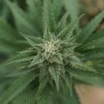 Trump talks benefits of medical cannabis after rescheduling announcement (Newsletter: April 24, 2026)