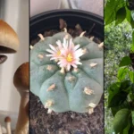 Maryland Lawmakers Advance Bill To Extend Psychedelics Task Force Through 2027