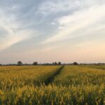 Senate Bill Tries to Preserve Legal Status of Hemp