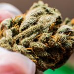 THCA Flower Sales Resume in Texas After Judge Grants TRO