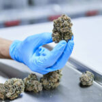 Letter: Outmoded cannabis bias hurts patients