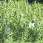 Hawaii hemp bill looks to grow struggling industry