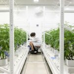 Cannabis Prices Keep Falling. New Global Report Says That Was Always Going To Happen