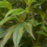 Retired HPD sergeant accused of having marijuana grow house, court docs reveal