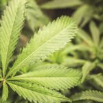 Palm Bay will consider ban on future marijuana dispensaries