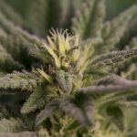 North Carolina bill puts cannabis decriminalization up for public vote
