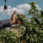 Bad actors are highjacking hemp’s promise