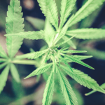 Cannabis advocates take dim view of prospects for SJC ballot challenge