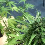 Judge blocks temporarily blocks Texas ban on smokable hemp