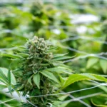 White House drug czar says cannabis is “still illegal” after rescheduling (Newsletter: May 11, 2026)