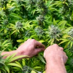 Congress considers veterans’ medical cannabis amendment (Newsletter: May 8, 2026)