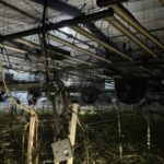 ‘Up in smoke’: Cannabis growing operation in Estacada catches fire