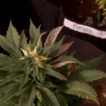 Tri-State city may allow recreational marijuana dispensaries with new zoning plan