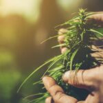 Lesser-known cannabis compounds show promise for treating alcohol addiction in rats