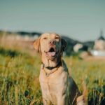 CBD may slow down cancer cell growth in dogs, study finds