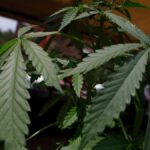 The US government didn’t legalize marijuana: 4 cannabis misconceptions explained