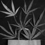 ​How the Second Wave of Cannabis Brands Is Getting It Right