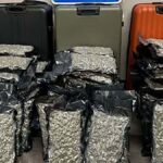 Woman arrested at Dallas Love Field with 75 pounds of marijuana in 3 suitcases