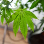 Bill To Put Marijuana On The Ballot In North Carolina Unlikely To Advance, GOP Senate Leader Says