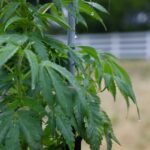 Farmers, retailers worry as state and federal regs for hemp, marijuana shift