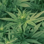 Louisiana Governor Jeff Landry signs bill increasing penalties for marijuana usage on campuses, school zones throughout state