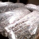 B.C. government seeks to seize $12,000 it alleges was made through cannabis and magic mushrooms