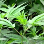 Virginia leaders reach agreement to launch legal retail cannabis market by 2027