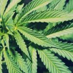 Hamilton postpones marijuana dispensaries vote