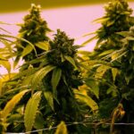 Marijuana Virginia What to Know